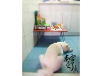 有趣的是，今年恩恩顧到睡著，讓馬麻忍不住笑虧，「真的每年都有新花樣阿！」