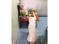 「第一年比較好笑，牠全程守到結束，去年則是偷舔地基主的雞腿，今年比較特別，一炷香快燒完的時候，恩恩竟然直接睡著，不過...其實牠幾乎每次拜拜都會守到結束。」