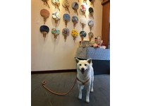 ▲一守就7年！白柴幫顧地基主便當「1炷香燒完秒睡」　媽笑：每年都有新花樣。（圖／「白柴恩恩&小奴柴」授權引用）