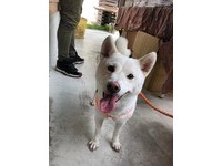 李沂瑾也說，今年7歲的恩恩一守就是7年，感覺地基主應該蠻喜歡牠的。