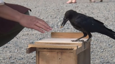 遊樂園「請烏鴉當清潔工」！撿1片垃圾換1塊食物　不用人管超勤勞