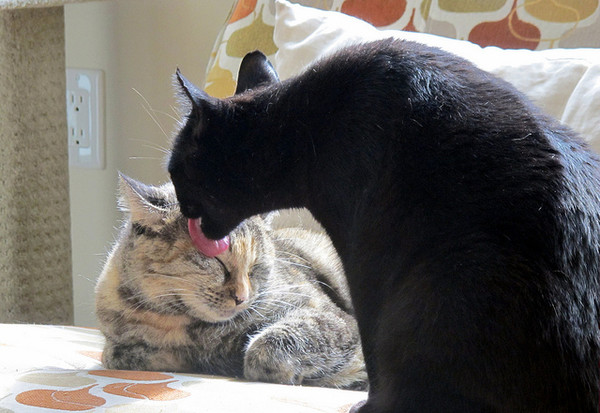 ▲毛起來配圖。