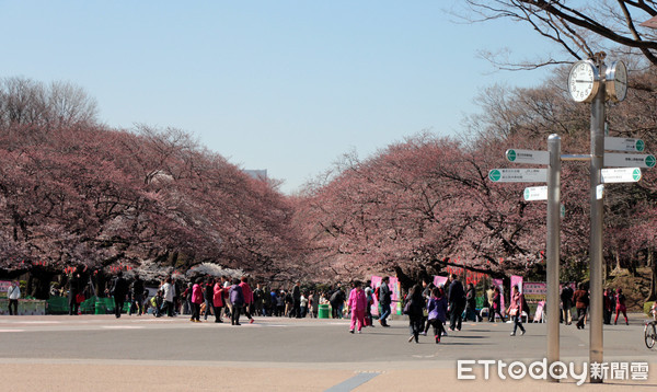▲▼上野公園櫻花。（圖／記者士原攝）