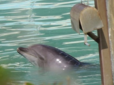 逃過屠殺又被遺棄！「最孤獨海豚」在荒廢水族館獨活8個月等死