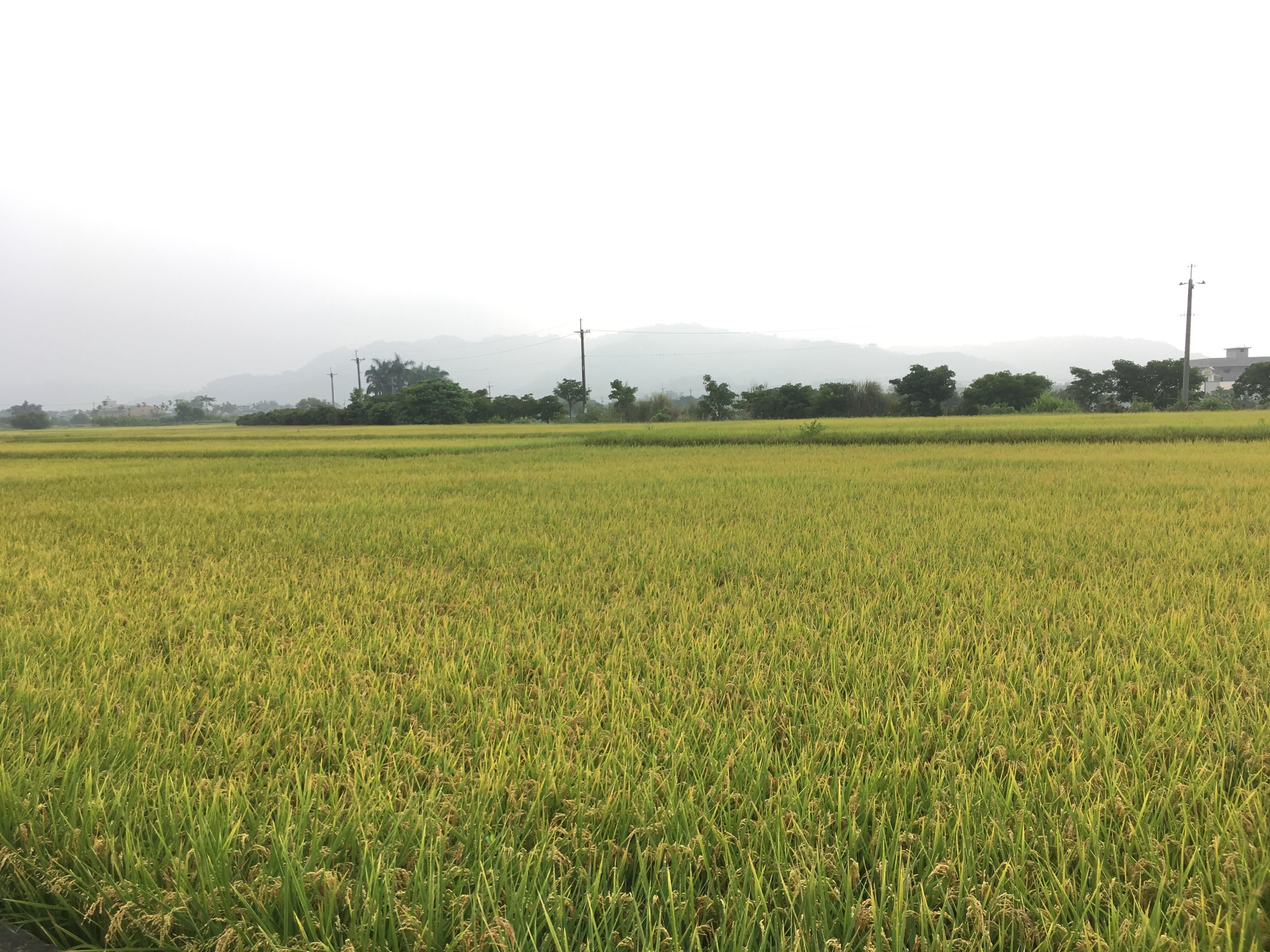 ▲▼農糧署推動稻作直接給付與保價收購雙軌制，盼農民提升稻米品質。（圖／農糧署提供）