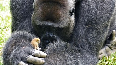 最萌體型差！猩猩老大遇上小嬰猴…瞬間變成溫柔保母