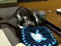 ▲雙渦輪搔癢的咪歐。（圖／網友Cherry提供，請勿隨意翻拍，以免侵權。）