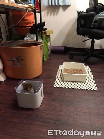 ▲媽開箱流動飲水機 喵寶「直接窩好窩滿」一臉懵:按摩浴缸?。(圖/粉專「我是豹貓,我叫夏天」提供)