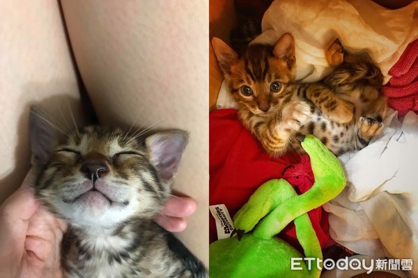 ▲媽開箱流動飲水機 喵寶「直接窩好窩滿」一臉懵:按摩浴缸?。(圖/粉專「我是豹貓,我叫夏天」提供)