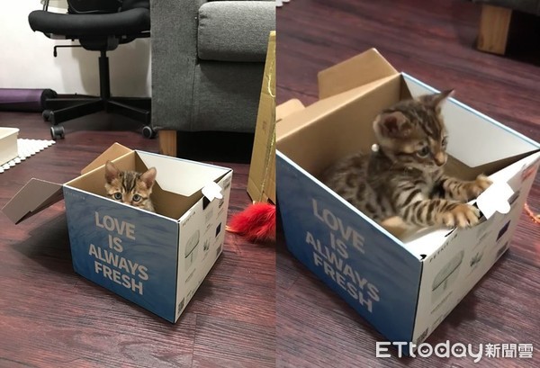 ▲媽開箱流動飲水機 喵寶「直接窩好窩滿」一臉懵:按摩浴缸?。(圖/粉專「我是豹貓,我叫夏天」提供)