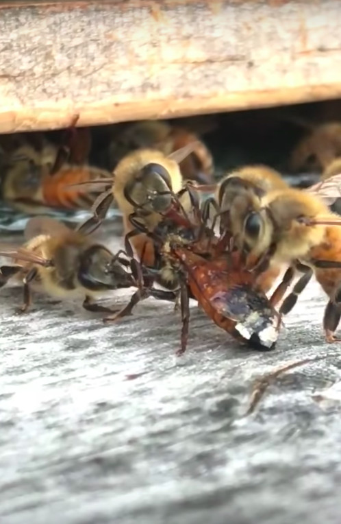 蜜罐裡發現「活蜜蜂」　往蜂巢入口一放...同伴趕來幫牠清理身體（圖／N0ISYLAND）