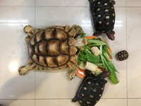 阿金（右）與小龍（左）。小龍目前已經重達5至6公斤，僅2、3個月大的阿金和牠的體型相比，就像小蝦米與大鯨魚，而「剛出社會」的阿金看到龐大的小龍也常常嚇得變縮頭烏龜。