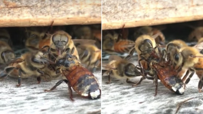 蜜罐裡發現「活蜜蜂」　往蜂巢入口一放...同伴趕來幫牠清理身體