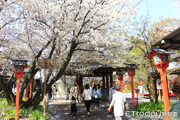 ▲▼京都平野神社櫻花。（圖／記者蔡玟君攝）
