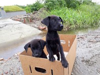 汪姐弟遭棄墓園，退休師霸氣收編。（圖／吳主任提供，請勿隨意翻拍，以免侵權。）
