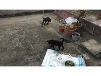汪姐弟遭棄墓園，退休師霸氣收編。（圖／陳主任提供，請勿隨意翻拍，以免侵權。）
