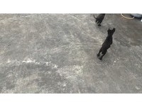 汪姐弟遭棄墓園，退休師霸氣收編。（圖／陳主任提供，請勿隨意翻拍，以免侵權。）
