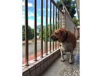文化國小一直都非常友善動物，除了襪襪之外，過去也養過其他校犬，甚至還有「校兔」，而且學校不管如何都會堅持照顧牠們到終老。