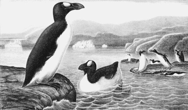 誰說北極沒有「企鵝」　有是有...但最後兩隻被人類滅絕了！（圖／Wikimedia）