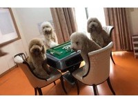 ▲來玩嗎？4隻巨型貴賓圍桌打麻將，牠推牌被媽唸：你沒有牌品齁。（圖／網友傅郁淳‎提供，請勿隨意翻拍，以免侵權。）