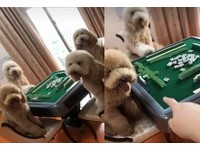 ▲來玩嗎？4隻巨型貴賓圍桌打麻將，牠推牌被媽唸：你沒有牌品齁。（圖／網友傅郁淳‎提供，請勿隨意翻拍，以免侵權。）