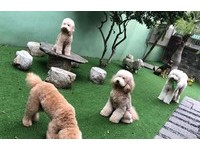 ▲來玩嗎？4隻巨型貴賓圍桌打麻將　牠推牌被媽唸：你沒有牌品齁。（圖／網友傅郁淳提供，請勿隨意翻拍，以免侵權。）