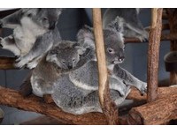 ▲龍柏動物園,無尾熊,lonepinezoo。（圖／記者陳涵茵攝）