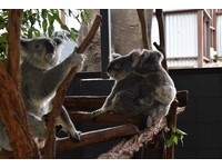 ▲龍柏動物園,無尾熊,lonepinezoo。（圖／記者陳涵茵攝）