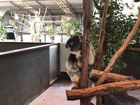 ▲龍柏動物園,無尾熊,lonepinezoo。（圖／記者陳涵茵攝）