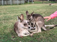 ▲龍柏動物園,澳洲旅遊,lonepinezoo。（圖／記者陳涵茵攝）