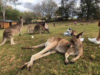 ▲龍柏動物園,澳洲旅遊,lonepinezoo。（圖／記者陳涵茵攝）