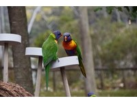 ▲龍柏動物園,澳洲旅遊,lonepinezoo。（圖／記者陳涵茵攝）