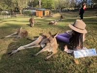 ▲龍柏動物園,澳洲旅遊,lonepinezoo。（圖／記者陳涵茵攝）