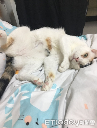 ▲三花跟鏡中自己吵架,氣到開飛機耳。(圖/網友Chi Chi提供)