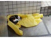 這隻5個月大的貓咪「小花」經常混在公司門口，已經1年多了還是不給收編，只要一收編就鬼吼鬼叫，「不過牠也會跟公司裡的貓互動，而且我們公司設立在一個小社區內，鄰居對貓都很友善」
