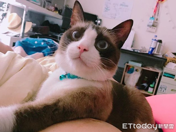 ▲雪鞋貓會長。(圖/網友陳柔蘋提供,請勿隨意翻拍,以免侵權。)