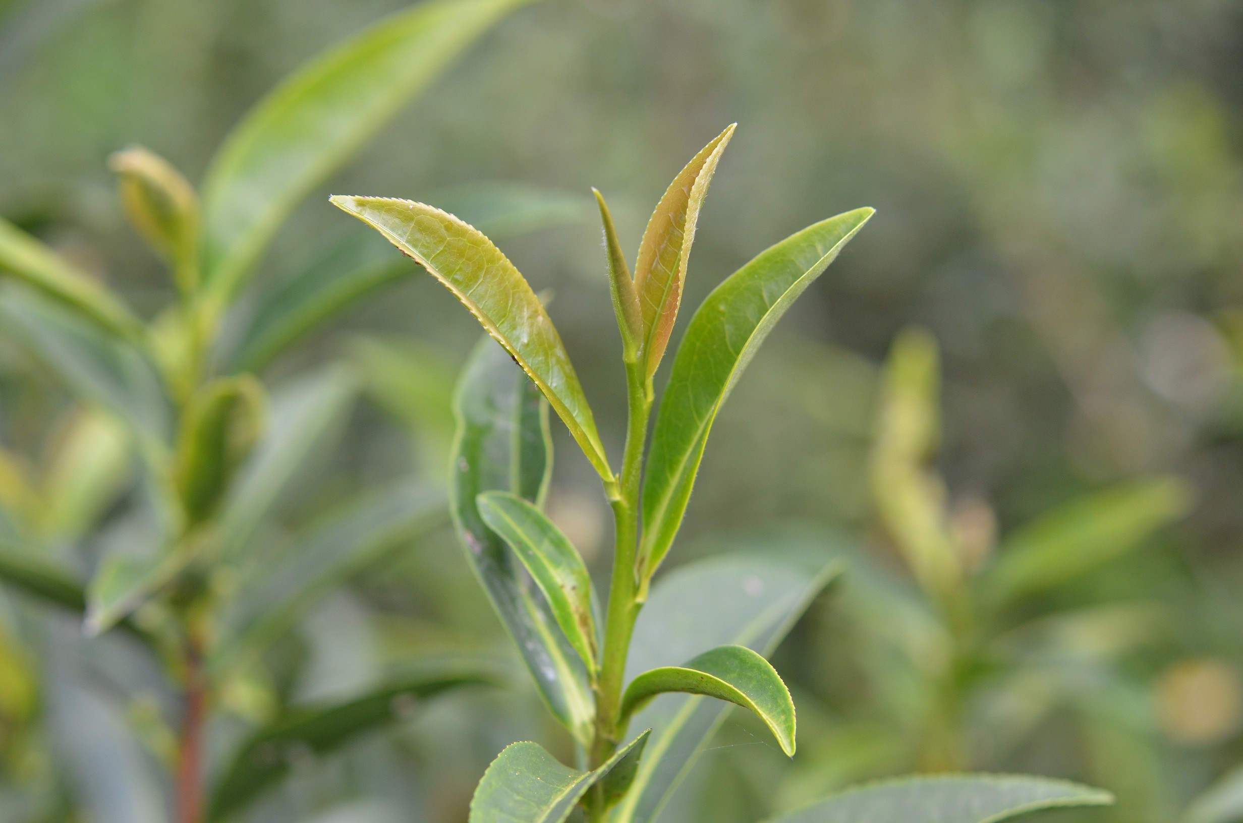 ▲▼適製紅茶茶樹新品種台茶23號。（圖／農委會提供）