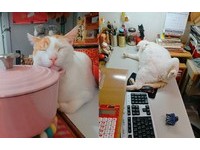 ▲工作一半...忽有「龐然厚物」壓過來！網笑：絕對是阿嬤養的。（圖／網友Bibi Kuan提供，請勿隨意翻拍，以免侵權。）