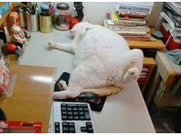▲工作一半...忽有「龐然厚物」壓過來！網笑：絕對是阿嬤養的。（圖／網友Bibi Kuan提供，請勿隨意翻拍，以免侵權。）