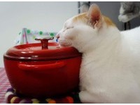 ▲工作一半...忽有「龐然厚物」壓過來！網笑：絕對是阿嬤養的。（圖／網友Bibi Kuan提供，請勿隨意翻拍，以免侵權。）