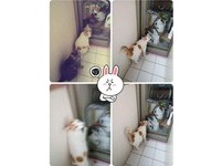 ▲工作一半...忽有「龐然厚物」壓過來！網笑：絕對是阿嬤養的。（圖／網友Bibi Kuan提供，請勿隨意翻拍，以免侵權。）