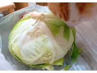 ▲工作一半...忽有「龐然厚物」壓過來！網笑：絕對是阿嬤養的。（圖／網友Bibi Kuan提供，請勿隨意翻拍，以免侵權。）
