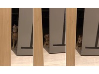 ▲小橘妹「奶酥」。（圖／Instagram帳號「naisu_1122」授權）