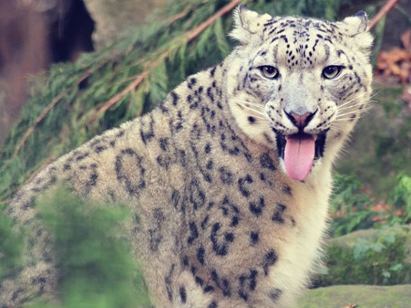 ▲英國野生動物公園的雪豹「Jessie」。（圖／翻攝自臉書粉絲專頁「Paradise Wildlife Park」）