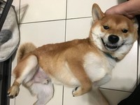 汪：奴才們就好好服侍朕吧！