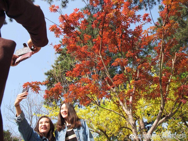 ▲▼香山紅葉可以說是每年秋天的一大勝景。（圖／北京晚報）