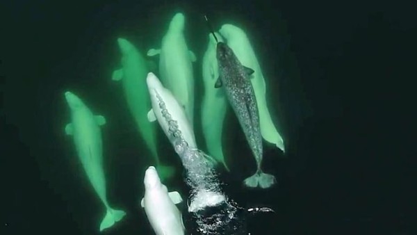 ▲影片顯示，有一頭灰黑色的獨角鯨跟十多頭白鯨一起酣泳，感情十分「麻吉」。（圖／翻攝自GREMM官網)