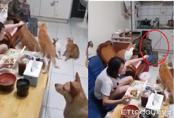 ▲媽吃飯被團團包圍，靠逗貓棒脫困。（圖／網友Meng Yun Tsang提供）