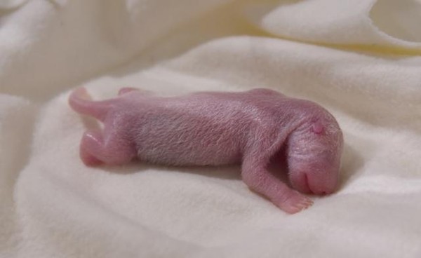 ▲剛出生的貓熊寶寶體型較小，需要多方照料             。（圖／翻攝成都大熊貓繁育研究基地）