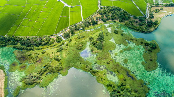 ▲▼大坡池。（圖／翻攝自花東縱谷國家風景區管理處）